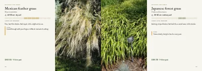 Pages 62–63 of Plant handbook of perennials – 96 pages