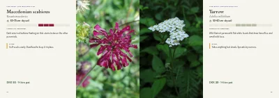 Pages 74–75 of Plant handbook of perennials – 96 pages