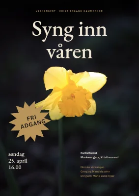 Vårkonsert — eksplosjon av påskeliljer og gull