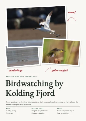 Birdwatching walk by the fjord — spring morning