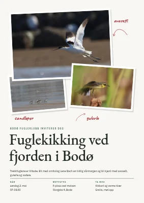 Fugletitting ved fjorden — vårmorgen