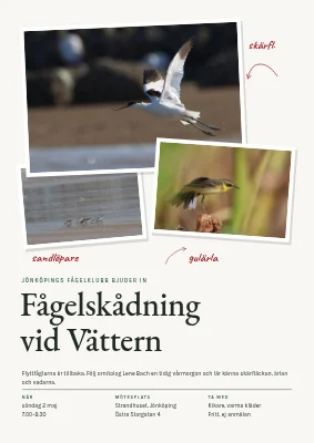 Fågelskådarvandring vid fjorden — vårmorgon