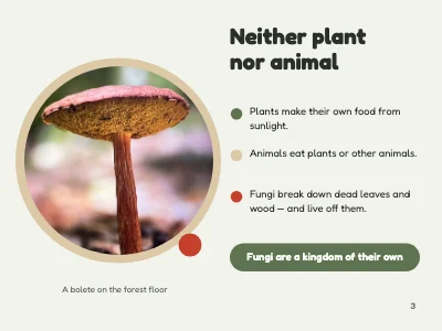 Page 3 of Biology lesson — fungi