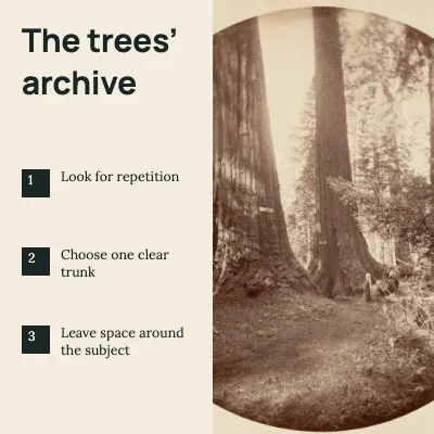 The trees’ archive · Photo checklist