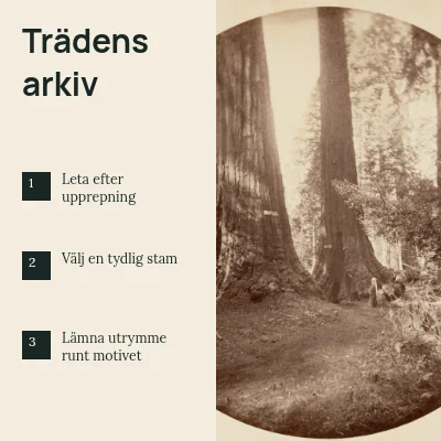 Trädens arkiv · Fotochecklista