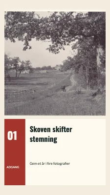 Skoven skifter stemning · Fotografisk billet