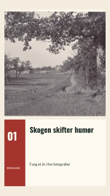 Skogen skifter stemning · Fotobillett