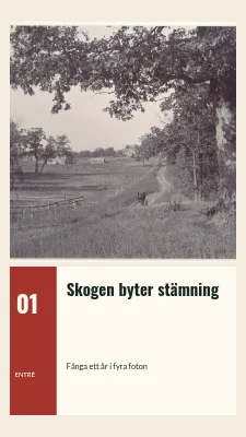 Skogen skiftar stämning · Fotobiljett