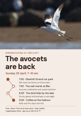 Birdwatching walk — the avocets are back