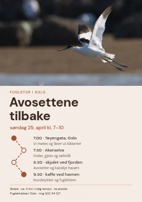 Fugletitting — avosettene er tilbake