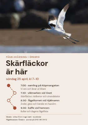 Fågelskådarvandring — skärfläckorna är tillbaka