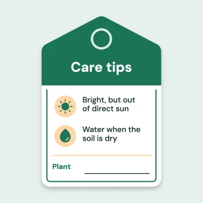 Plant care tag
