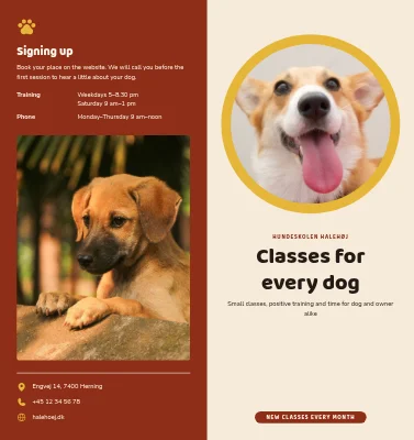 Dog school: classes and prices