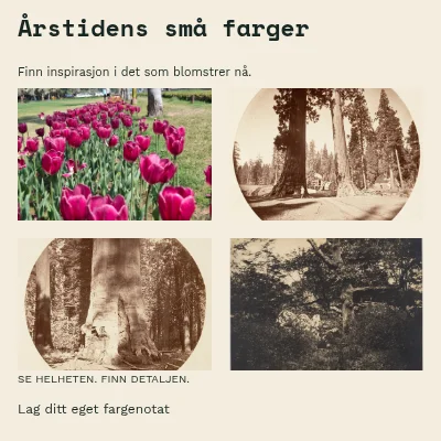 Sesongens små farger · Studieark