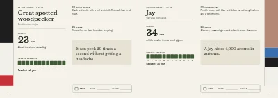 Pages 26–27 of Bird guide for a nature centre – 96 pages