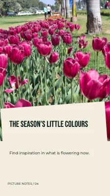 The season’s little colours · Diagonal folio