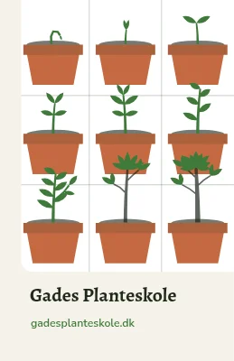 Seedling tray